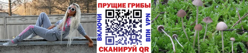 Псилоцибиновые грибы Cubensis  где продают   Нефтекамск 